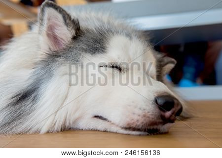 Siberian Husky, Sleepy Dog And Lovely Pet