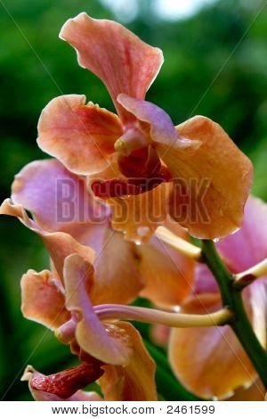 Vanda orchidea
