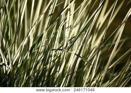 Motley Long Leaves Of A Grass A Ryegrass At Morning Lighting Create A Unique Graphic Picture.