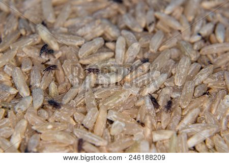 Close Up Of Adult Rice Weevils On Rice Grains. Black Weevil