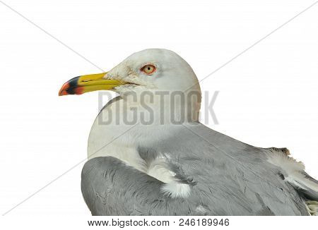 A Close Up Of The Seagull (larus Crassirostris). Isolated On White.