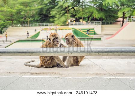 Two Monkeys Sit On A Sports Field And Look For Fleas From Each Other.