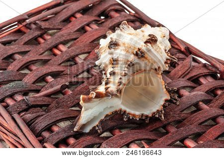 A Twisted Shell Lies On A Brown Wicker Basket Isolated On White. Still Life Of A Fishing Village