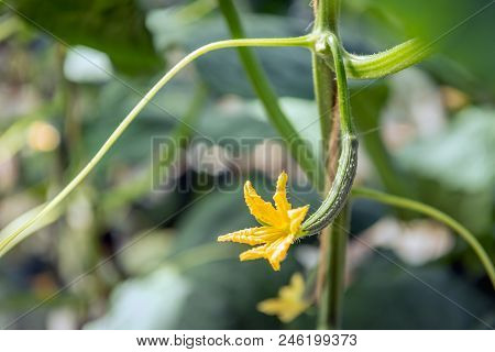 Fragile Yellow Blossom On A Very Small Cucumber  Growing On A Plant Climbing Along A String In A Mod