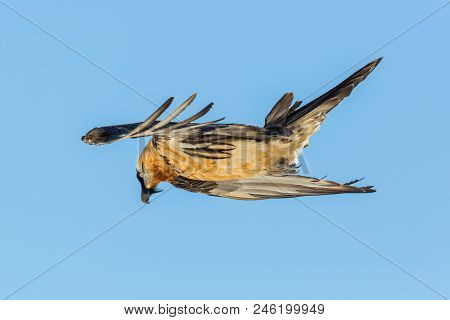 Flying Natural Bearded Vulture (gypaetus Barbatus) Looking Down, Blue Sky