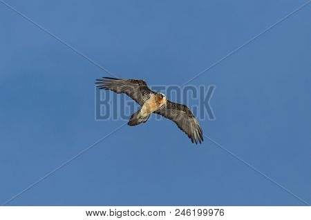 Natural Adult Natural Bearded Vulture (gypaetus Barbatus) In Blue Sky
