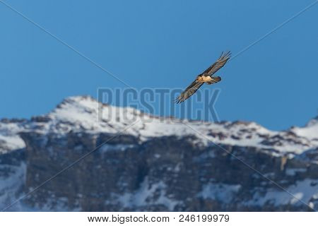 Natural Adult Bearded Vulture (gypaetus Barbatus) In Flight, Mountains, Snow