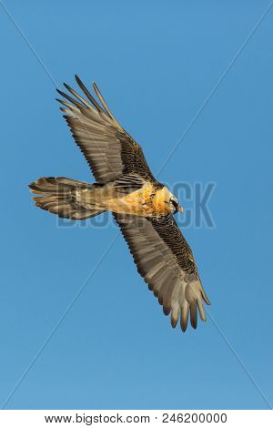 Flying Natural Adult Bearded Vulture (gypaetus Barbatus), Blue Sky