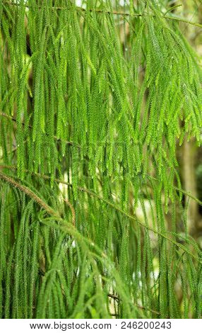 Close Up Image Of The Distinctive Hanging Leaves Of A New Zealand Rimu Tree Dacrydium Cupressinum