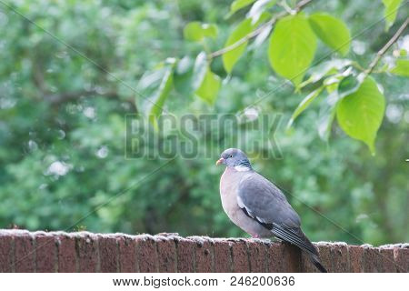 A Pigeon Stands On A Brick Wall Near To Trees