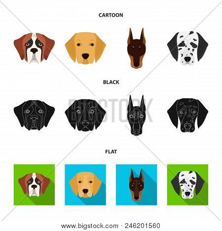 Muzzle Of Different Breeds Of Dogs.dog Of The Breed St. Bernard, Golden Retriever, Doberman, Dalmati