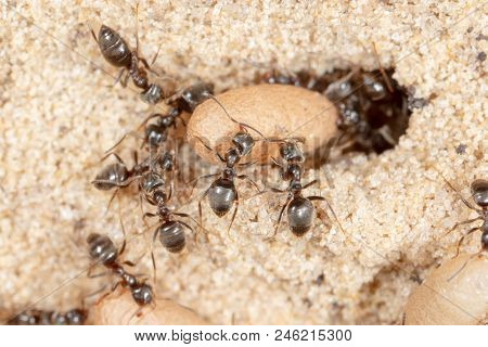 Ants And Formic Eggs In Nature. Macro