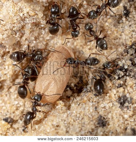 Ants And Formic Eggs In Nature. Macro