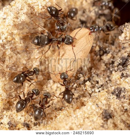 Ants And Formic Eggs In Nature. Macro