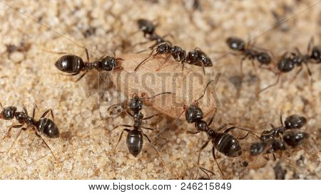 Ants And Formic Eggs In Nature. Macro