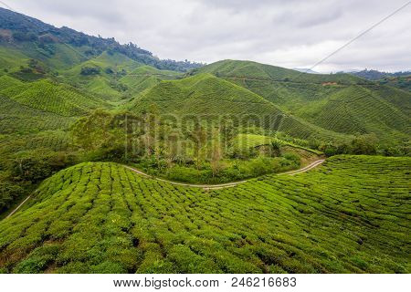 Cameron Highlands Boh Tea Plantation