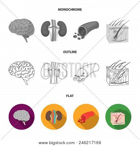 Brain, Kidney, Blood Vessel, Skin. Organs Set Collection Icons In Flat, Outline, Monochrome Style Ve
