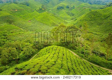 Cameron Highlands Boh Tea Plantation