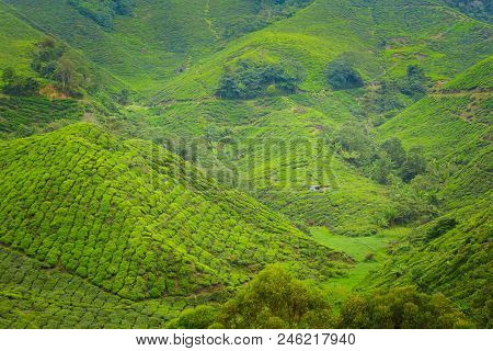 Cameron Highlands Boh Tea Plantation