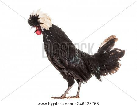 Dutch Rooster calling in front iif white background, standing against white background