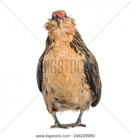 Barbu de Grubbe chicken, standing against white background