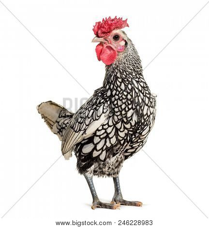 Sebright chicken, standing against white background