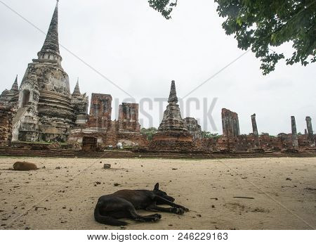 Black Dog Was Tight Sleep Around The Temple, Ayutthaya, Thailand
