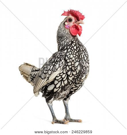 Sebright chicken, standing against white background