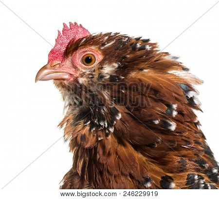 The Barbu d'Uccle or Belgian d'Uccle hen, close up against white background