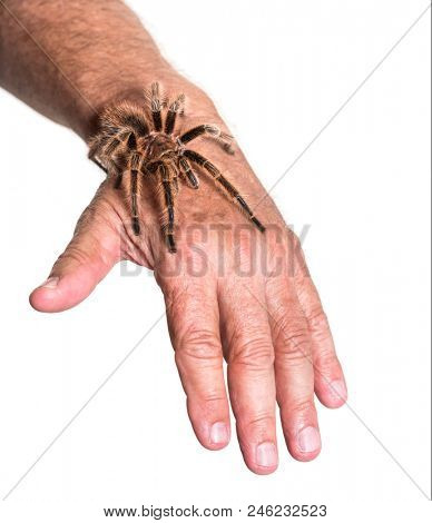 Tarantula on persons hand against white background