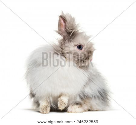 Angora rabbit, sitting against white background