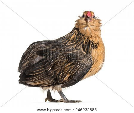 Barbu de Grubbe chicken, standing against white background