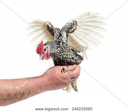 Sebright chicken, against white background