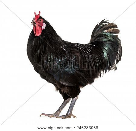 La Fleche chicken standing against white background