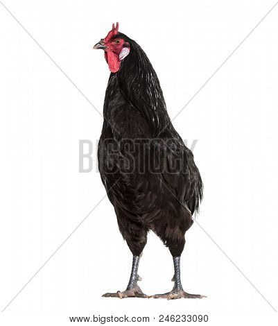 La Fleche chicken standing against white background
