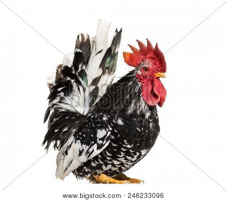 Japanese bantam or Chabo standing against white background