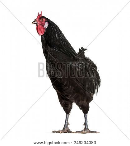 La Fleche chicken standing against white background