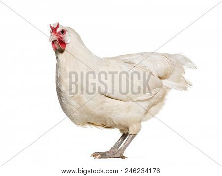 La Fleche chicken standing against white background