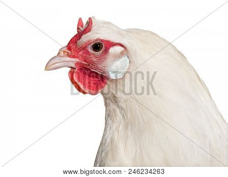 La Fleche chicken against white background