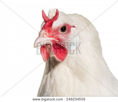 La Fleche chicken against white background