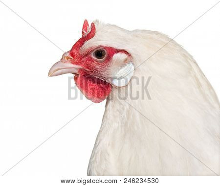 La Fleche chicken against white background