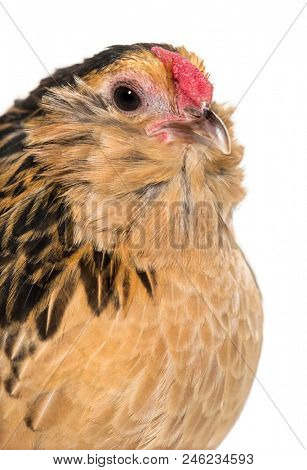 Barbu de Grubbe chicken against white background