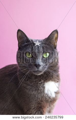 Portrait Of Gray Cat With Green Eyes And Star In Forehead On Pink Background. Funny Concept Of Super