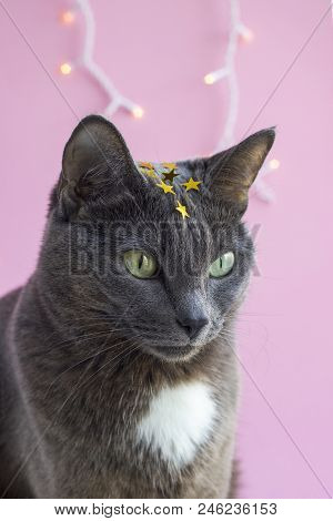 Portrait Of Gray Cat With Green Eyes And Star In Forehead On Pink Background. Funny Concept Of Super