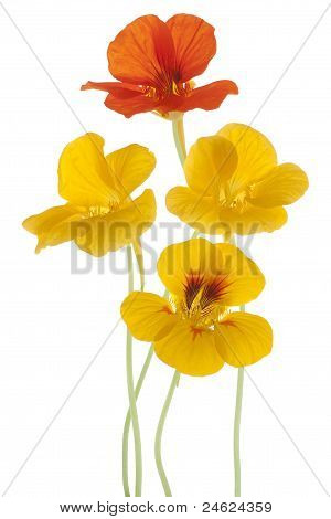 Nasturtium