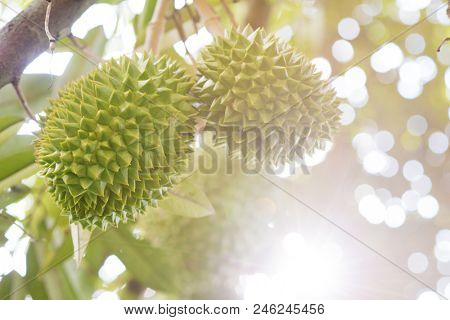 Close up fresh tropical fruit musang king durian on tree in orchard, with beautiful sun light.