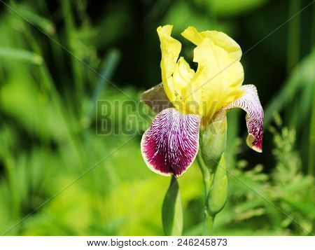 Close Up Of Purple Japanese Iris Flowers
