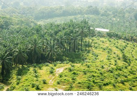 Palm oil farmland in Seremban, Malaysia