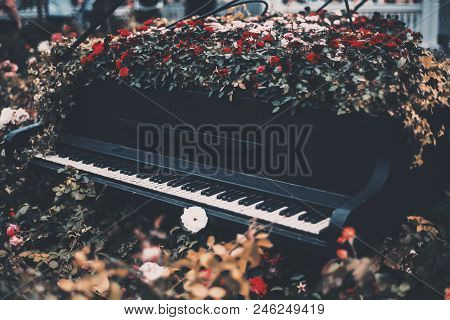 An Old Black Abandoned Concert Grand With Cracked Keys Outdoors Overgrown By Roses; Flowerbed On A S