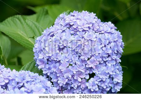 Closeup Of Green Hydrangea (hydrangea Macrophylla) Are Blooming In Spring And Summer At A Town Garde